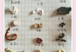 中药材鉴定方法研究与应用，传统与现代技术的结合