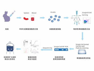 生物制药，创新驱动下的挑战与机遇 以单克隆抗体药物为例