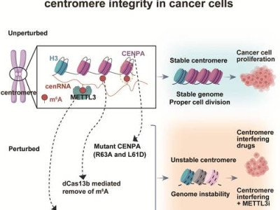 生物医用材料降解速率调控，从实验室到临床的多维挑战与突破