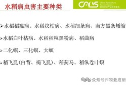华南农大毕业论文，探究水稻病虫害防治技术及其在乡村振兴中的应用价值分析