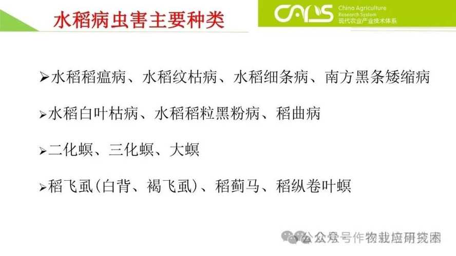 华南农大毕业论文，探究水稻病虫害防治技术及其在乡村振兴中的应用价值分析  第1张